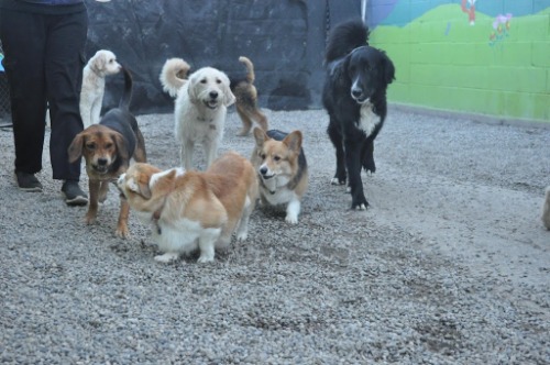 Image for Paws Playgrounds with ID of: 7108769