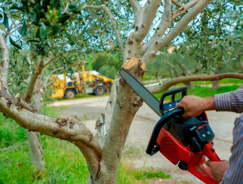 Image for Matt's Maintenance Tree Service with ID of: 7109302