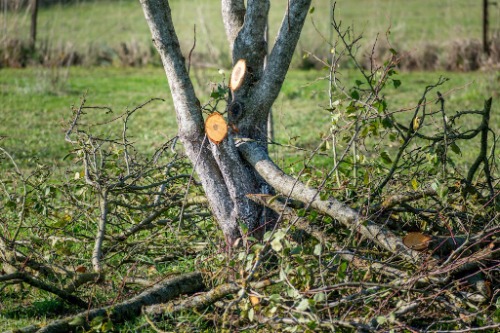 Image for Matt's Maintenance Tree Service with ID of: 7109303