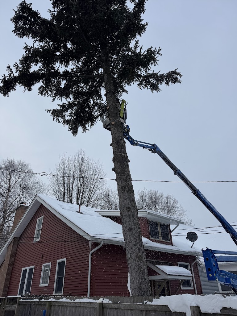 Image for JCS Tree Care Professionals LLC with ID of: 7109994