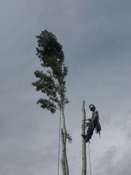 Image for Prevish Tree Service with ID of: 7110741