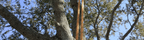 Image for Guardian Tree Company with ID of: 7112225