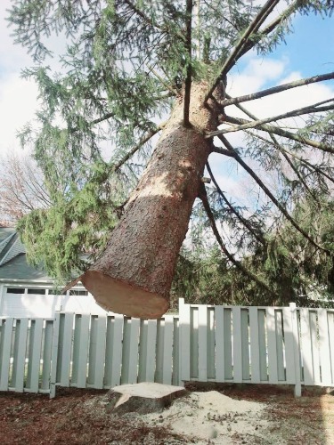 Image for Guardian Tree Company with ID of: 7112226