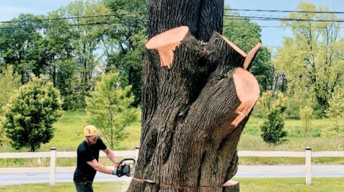 Image for Guardian Tree Company with ID of: 7112227
