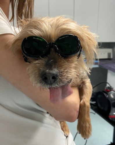 Image for Indian Peaks Veterinary Hospital with ID of: 7117455