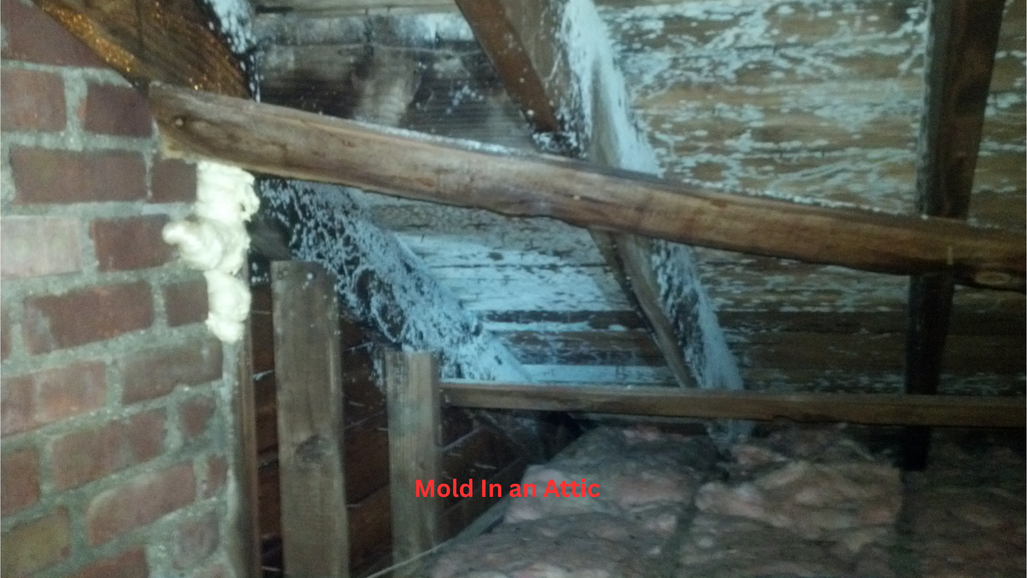 Image for Tampa Bay Mold Testing Service with ID of: 7120604