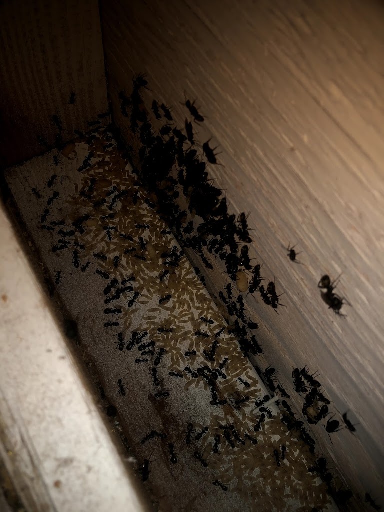 Image for QualityPro Pest & Wildlife Services with ID of: 7124942