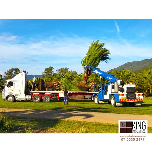 Image for Kings Landscapes Tree Solutions with ID of: 7126676