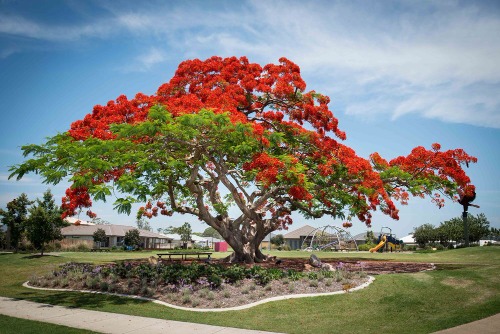 Image for Kings Landscapes Tree Solutions with ID of: 7126680