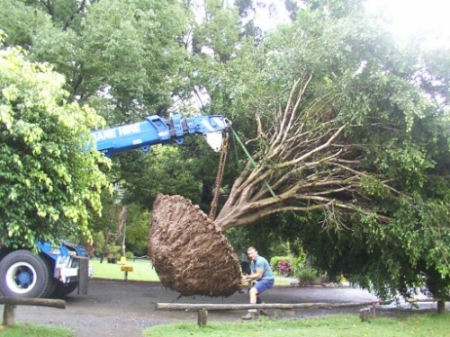 Image for Kings Landscapes Tree Solutions with ID of: 7126684