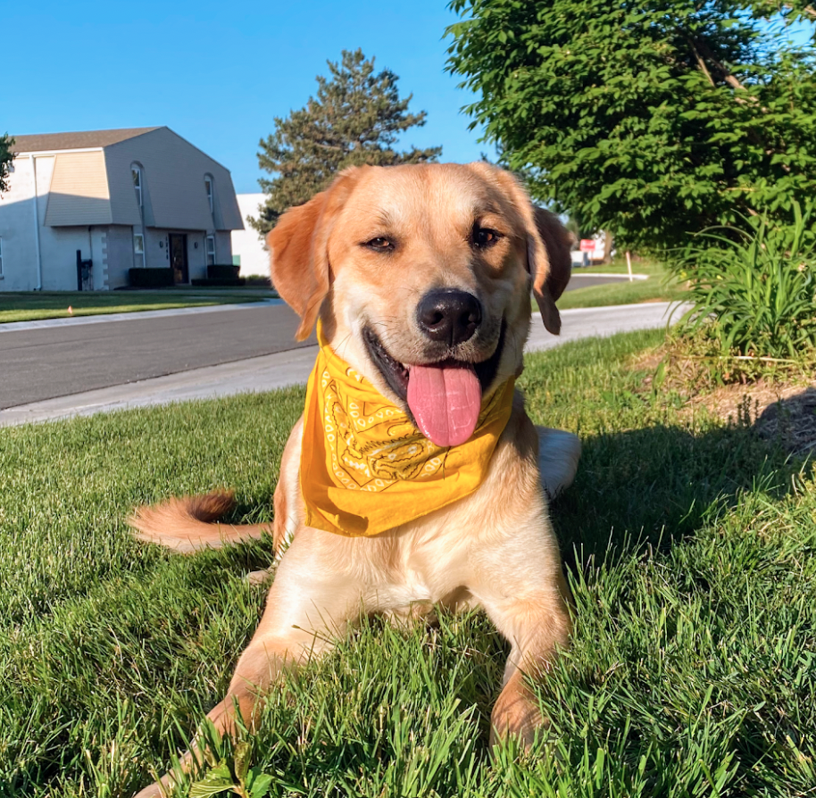Image for Tip Top K9 Humble Dog Training with ID of: 7128486