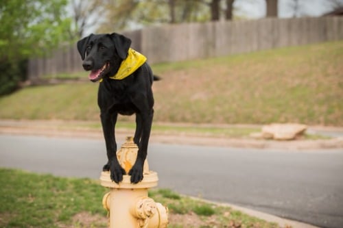 Image for Tip Top K9 Dog Training NW Arkansas with ID of: 7132368