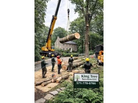 Image for King Tree Services LLC with ID of: 7134417