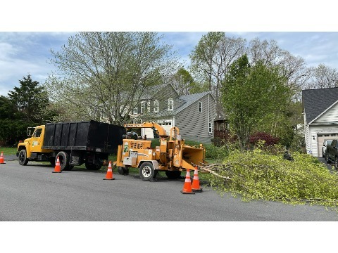 Image for King Tree Services LLC with ID of: 7134419