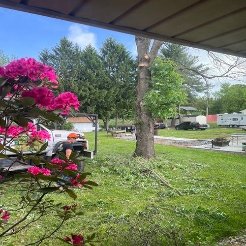 Image for Innovative Tree Works with ID of: 7136972