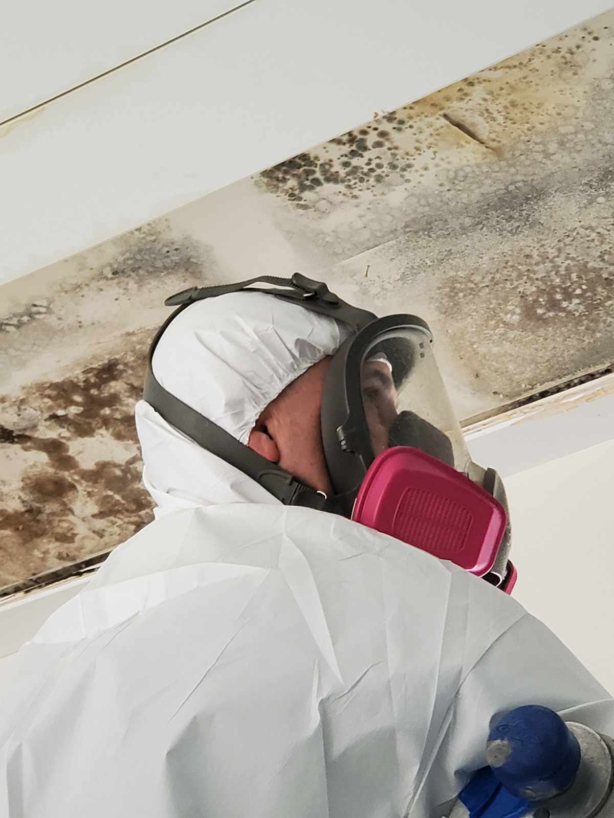 Image for Mold Rx Restoration with ID of: 7138074