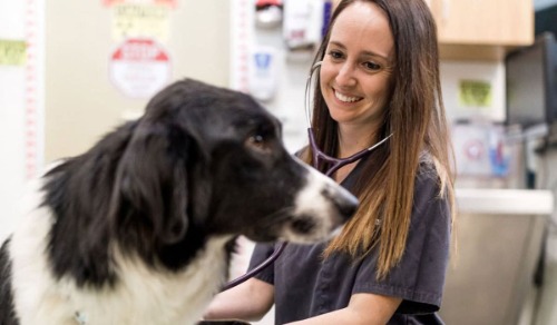 Image for ACCESS Specialty Animal Hospital – Pasadena with ID of: 7145218