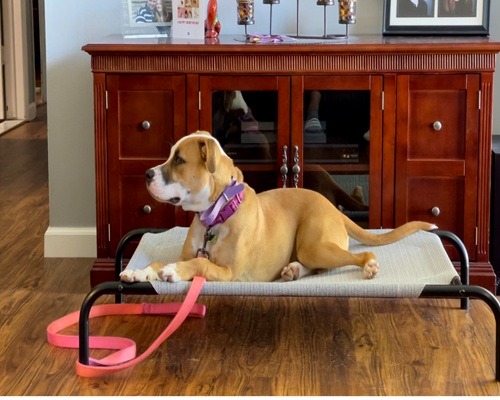 Image for K9 AdvantEDGE Dog Training with ID of: 7153066