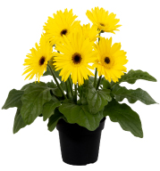 Image for Spring Gardens Greenhouse with ID of: 7153727