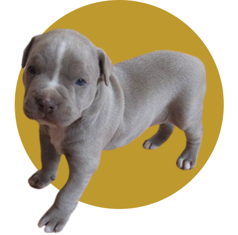Image for Micro bully for sale with ID of: 7155712