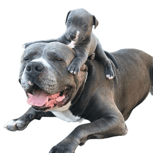 Image for Micro bully for sale with ID of: 7155714