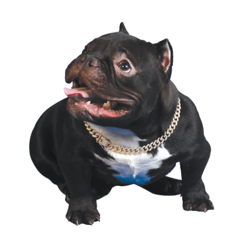 Image for Micro bully for sale with ID of: 7155716