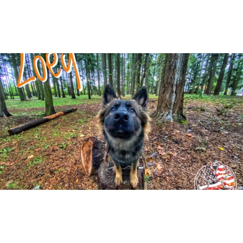 Image for Off Leash K9 Training Portland with ID of: 7160280