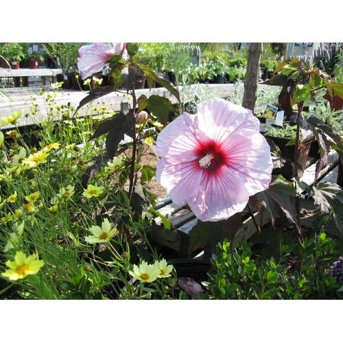 Image for Ponderosa Garden Center with ID of: 7161249