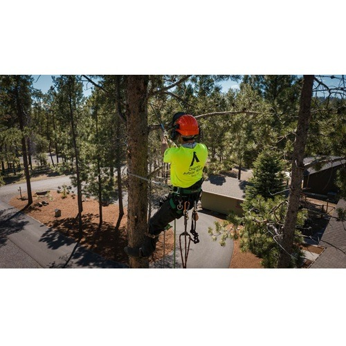 Image for Osprey Arbor Works with ID of: 7164745