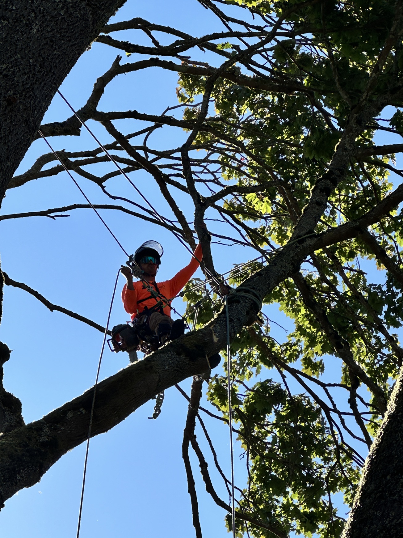 Image for Blooma Tree Experts with ID of: 7166623