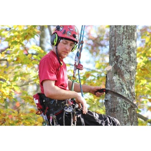 Image for Arborscapes with ID of: 7168406