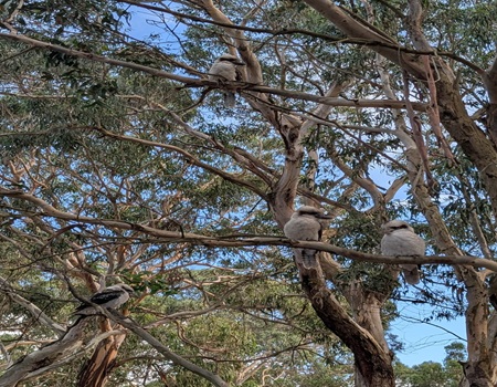 Image for Geelong Tree Consulting with ID of: 7174273
