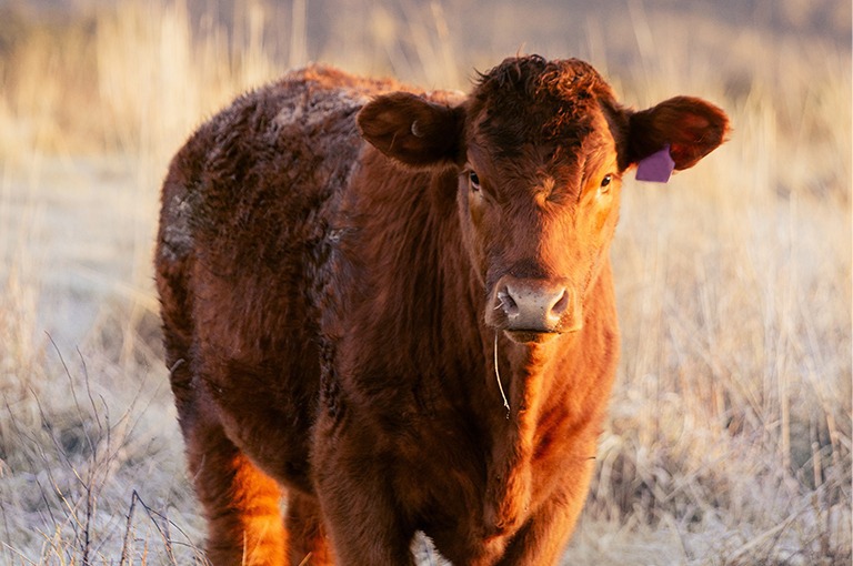 Image for XytoVet with ID of: 7174988