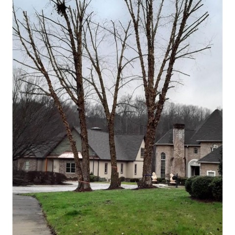Image for AAA Don's Tree Service & Stump Removal with ID of: 7182289