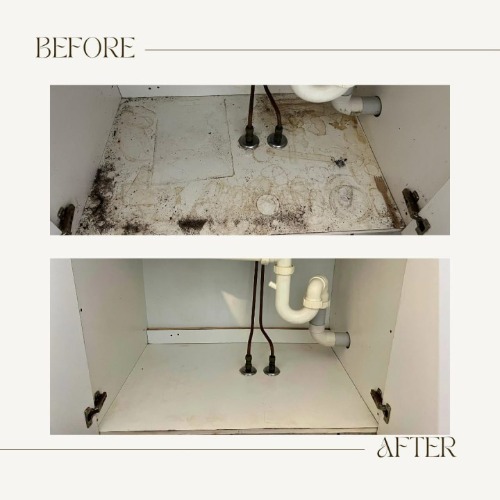 Image for Tidy Territory Cleaners with ID of: 7183811