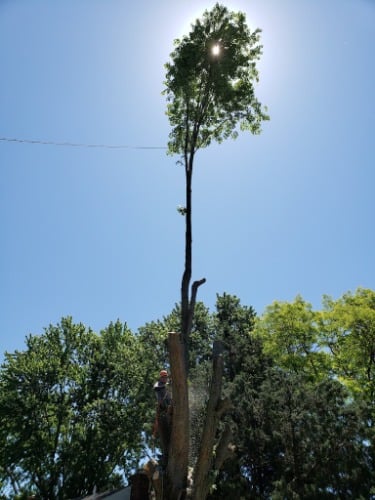 Image for Dennis Tree Service with ID of: 7185980