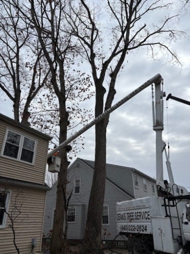 Image for Dennis Tree Service with ID of: 7185981