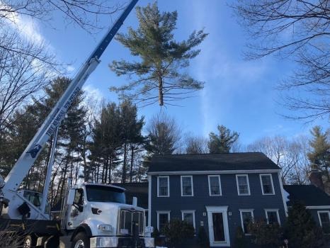 Image for JSP Tree Solutions with ID of: 7186822