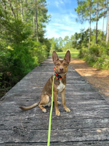 Image for Ridgeside K9 Eastern Carolina with ID of: 7187690