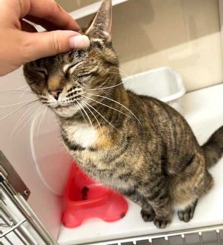 Image for Eno Animal Hospital with ID of: 7189451