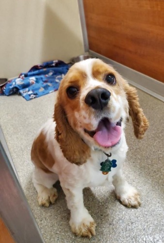 Image for Eno Animal Hospital with ID of: 7189452
