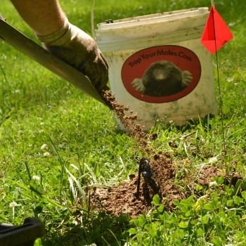 Image for Trap Your Moles with ID of: 7189918