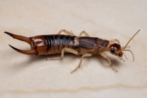 Image for TruPest Solutions with ID of: 7211249