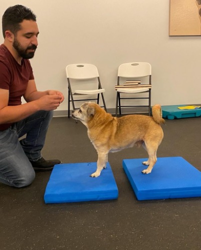 Image for Venture Dog Training Austin with ID of: 7212598