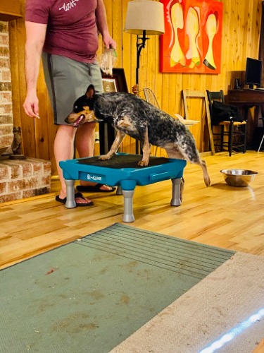 Image for Venture Dog Training Austin with ID of: 7212599