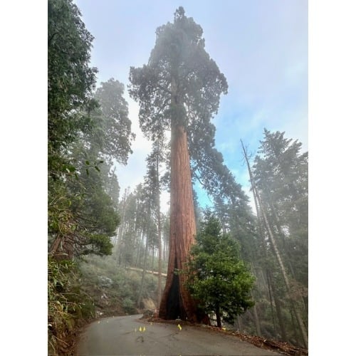 Image for Seargeant Landscape & Arboriculture with ID of: 7215064