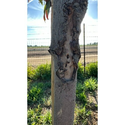 Image for Seargeant Landscape & Arboriculture with ID of: 7215067
