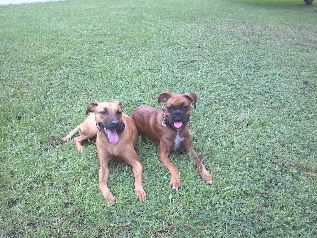 Image for Sit Happens Dog Training LLC with ID of: 7215305