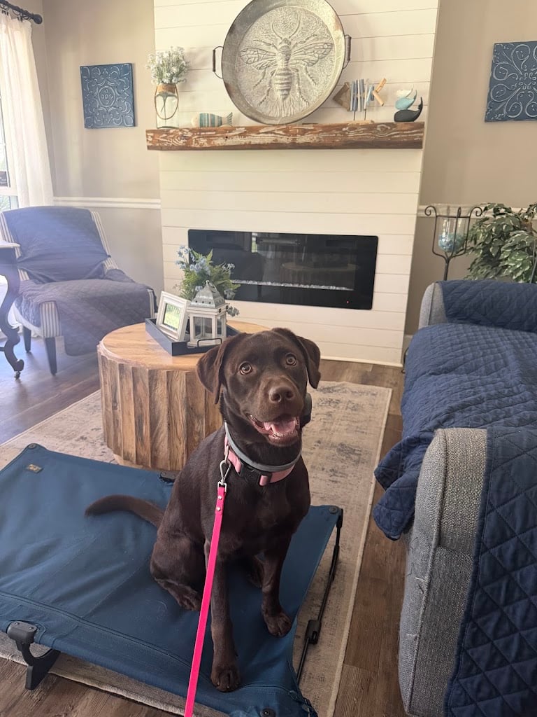 Image for Sit Happens Dog Training LLC with ID of: 7215306