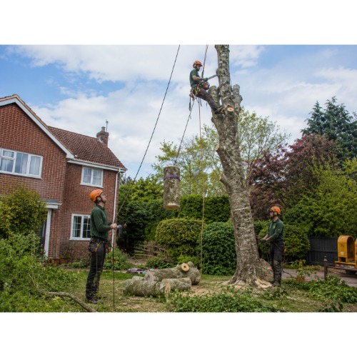 Image for Hassocks Tree Services with ID of: 7215607